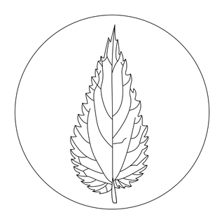 Der Pflanzenkoch